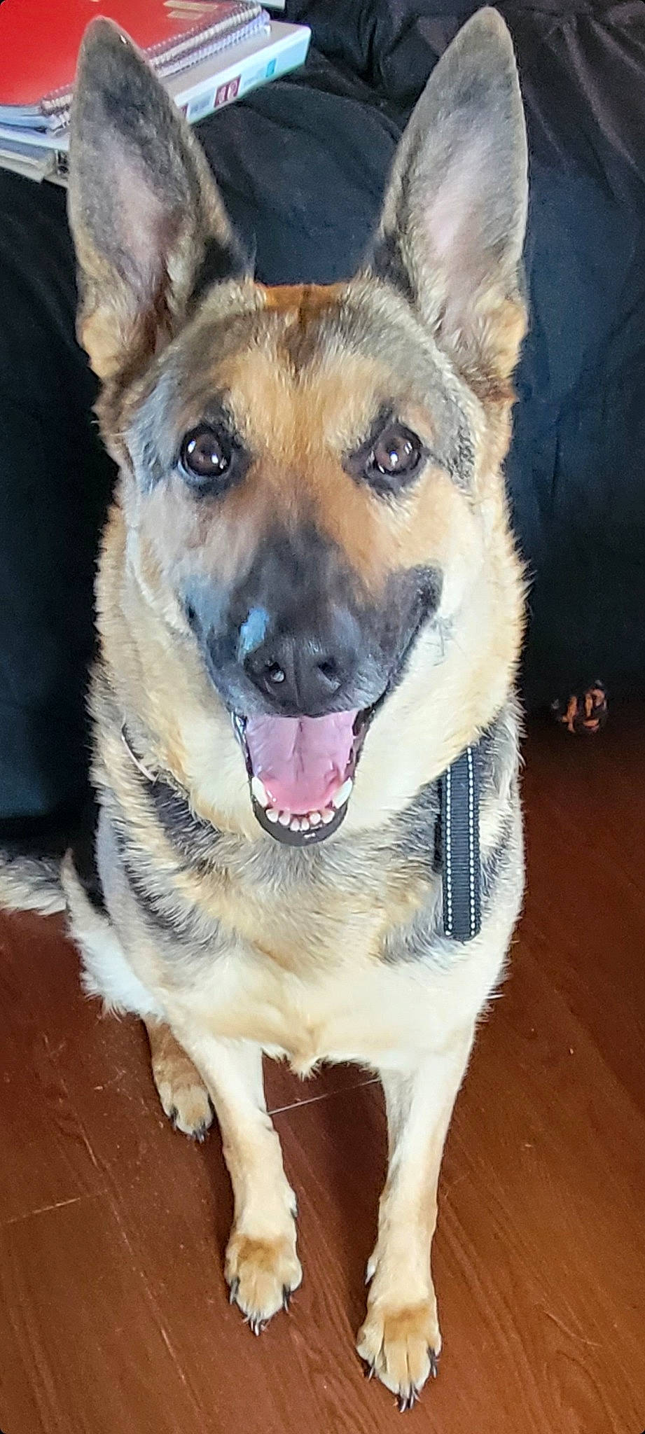 Ali is registered to the contest to win money with this photo: canidae, carnivore, collar, companion_dog, dog, dog_breed, dog_collar, east_european_shepherd, fawn, fur, german_shepherd_dog, herding_dog, pet_supply, plant, snout, sporting_group, tree, whiskers, wood, working_dog