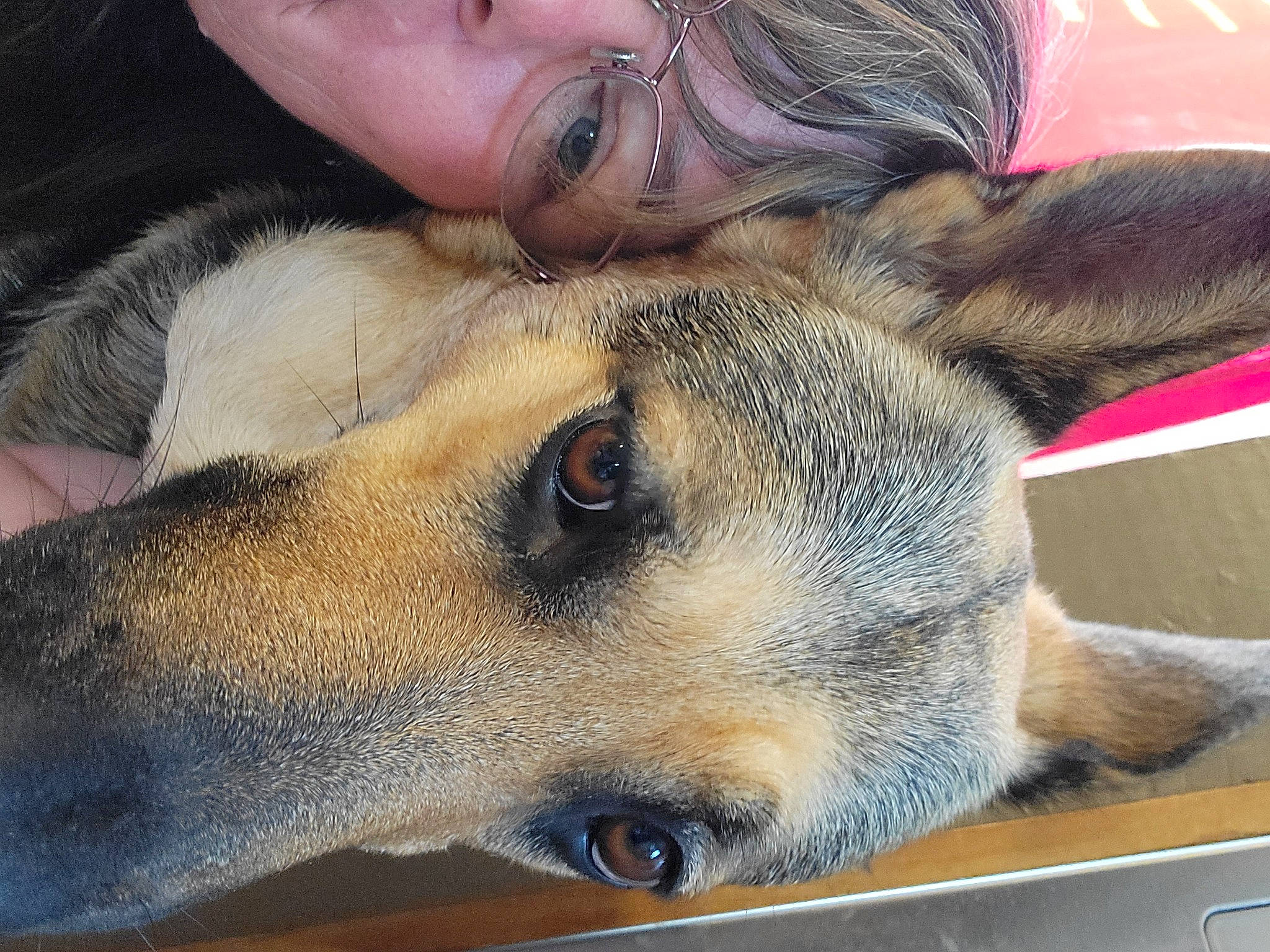 Ali is registered to the contest to win money with this photo: canidae, carnivore, companion_dog, dog, dog_breed, ear, eye, fawn, fur, hat, head, jaw, nose, paw, snout, sporting_group, terrestrial_animal, whiskers, wildlife, working_animal