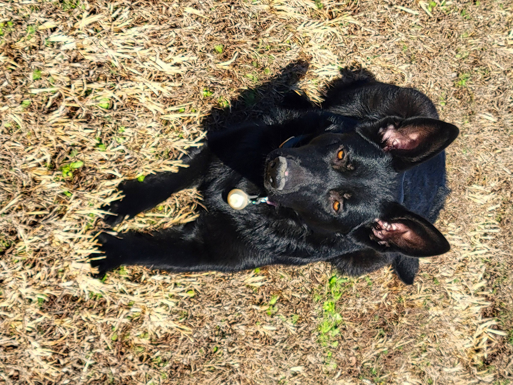 Jasmine joined the competition — help win amazing prizes! borador, canidae, carnivore, companion_dog, dog, dog_breed, fawn, fur, grass, guard_dog, hunting_dog, liver, non_sporting_group, paw, shadow, soil, sporting_group, tail, terrestrial_animal, working_animal