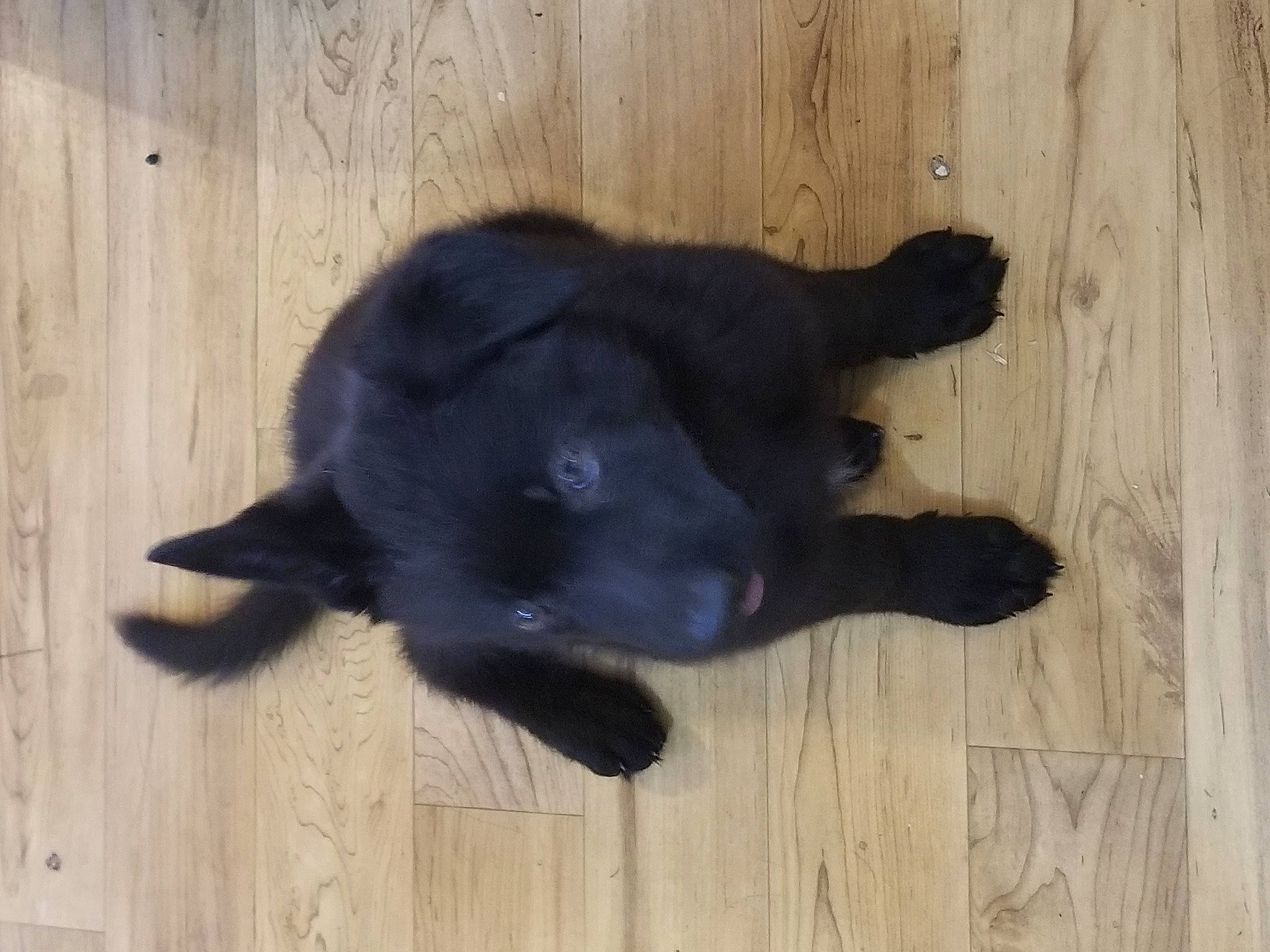 Jasmine joined the competition — help win amazing prizes! borador, canidae, carnivore, companion_dog, dog, dog_breed, flooring, fur, hardwood, plank, snout, tail, terrestrial_animal, wood, wood_flooring, wood_stain, working_animal