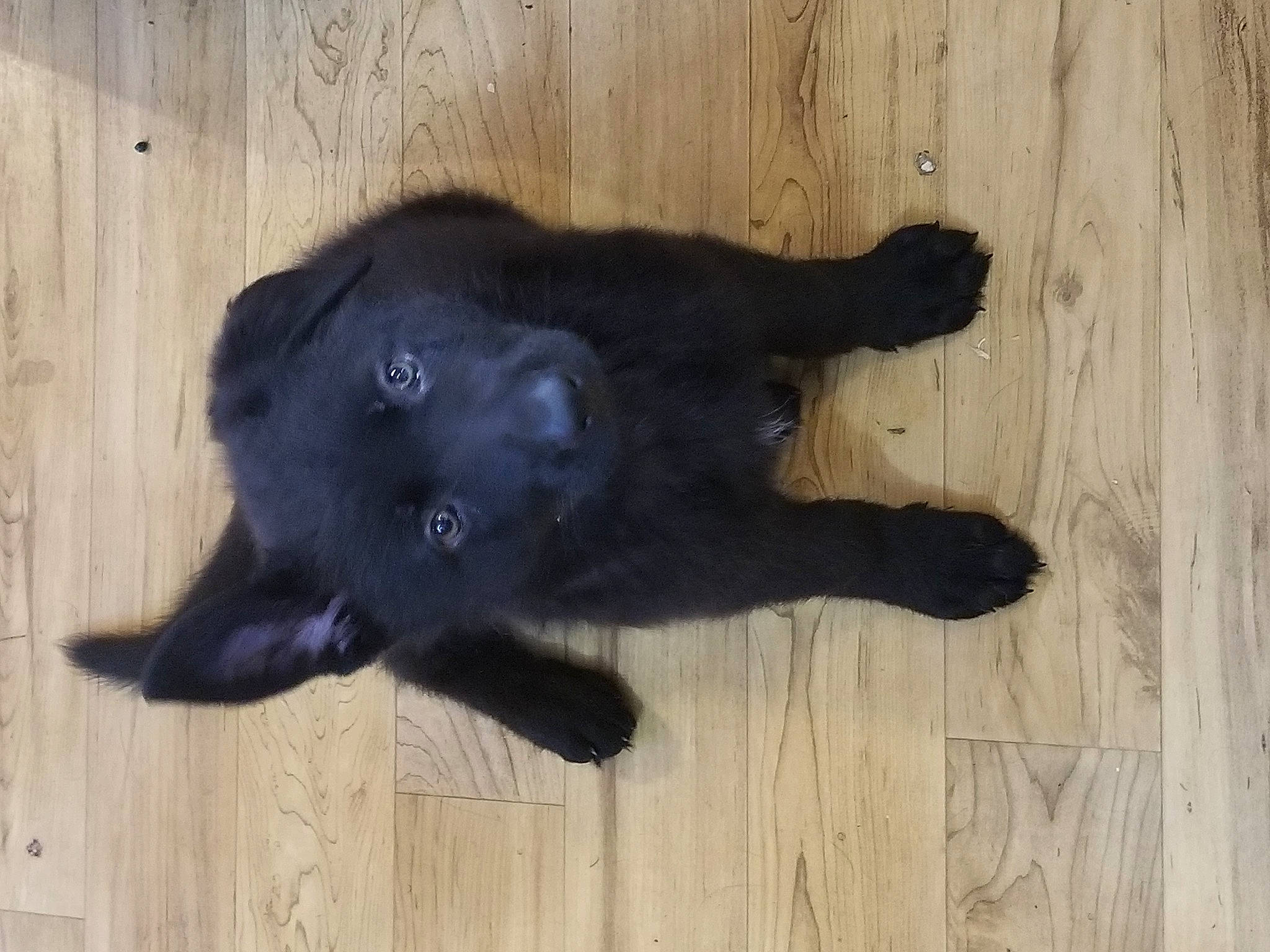 Jasmine is registered to the contest to win money with this photo: black_cat, borador, canidae, carnivore, companion_dog, dog, dog_breed, felidae, flooring, fur, hardwood, small_to_medium_sized_cats, snout, sporting_group, tail, terrestrial_animal, watch, whiskers, wood, working_animal