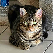 Balou participe au concours pour gagner de l'argent avec cette photo : cat, tabby, pet, animal, feline, green_eyes, striped_fur, whiskers, ears, paws, sitting, lying_down, indoors, tile_floor, cushion, water_bottle, portrait, close_up, alert, cute
