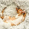 Jun joined the competition — help win amazing prizes! adorable, animal, cat, comfort, cozy, cute, feline, fluffy_blanket, fur, indoor, kitten, nap, orange_fur, paw, pet, relaxing, resting, sleeping, soft_texture, white_fur