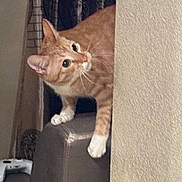 Jun is registered to the contest to win money with this photo: animal, beige, brown, cat, couch, curious, curtain, domestic_cat, feline, furniture, game_controller, household, indoor, leather_couch, orange_cat, peeking, pet, side_view, wall, white_paws