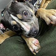 Luna Moon is registered to the contest to win money with this photo: adorable, animal, close_up, cute, dog, domestic_animal, ears, expression, face, fur, indoor, looking, nose, paw, pet, puppy, resting, snout, soft, young