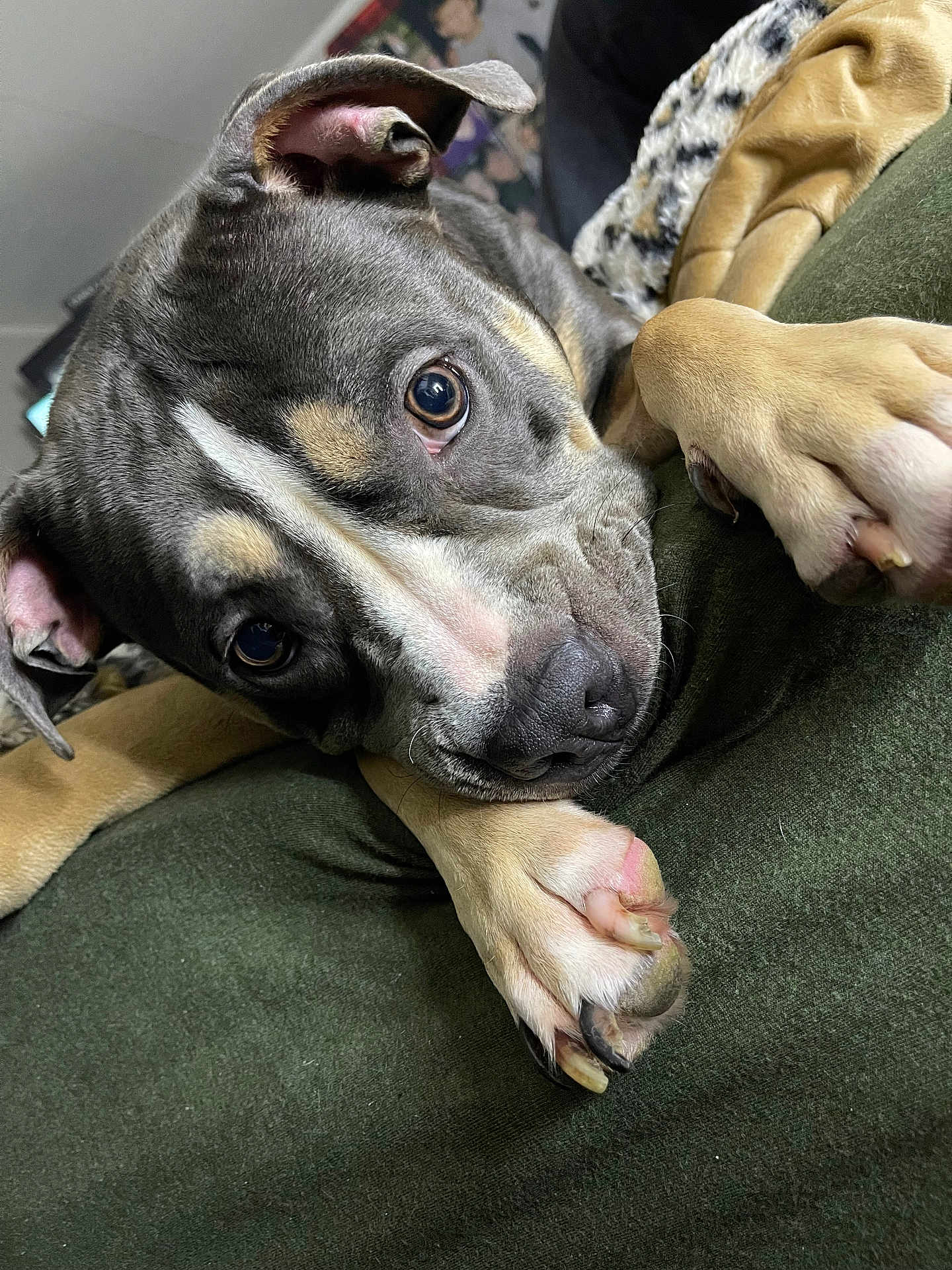 Luna Moon is registered to the contest to win money with this photo: adorable, animal, close_up, cute, dog, domestic_animal, ears, expression, face, fur, indoor, looking, nose, paw, pet, puppy, resting, snout, soft, young