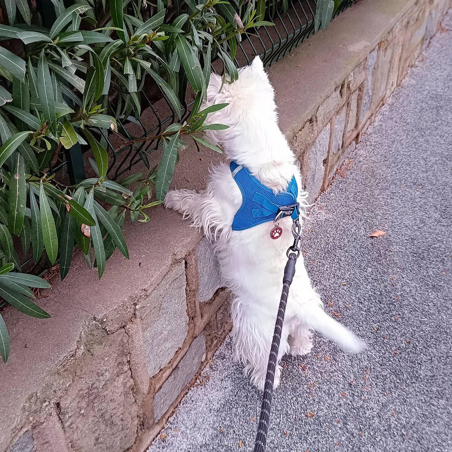 Roméo participe au concours pour gagner de l'argent avec cette photo : art, beak, canidae, electric_blue, fashion_accessory, fawn, feather, fence, grass, mammal, plant, road_surface, shadow, sidewalk, tail, tints_and_shades, tree, twig, wing, wood