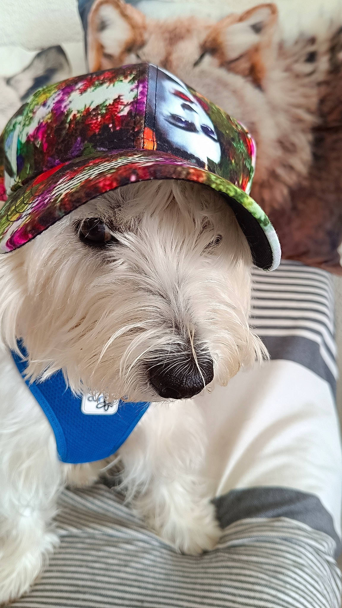 Roméo participe au concours pour gagner de l'argent avec cette photo : carnivore, collar, companion_dog, dog, dog_breed, dog_clothes, dog_collar, dog_supply, fashion_accessory, fur, hat, party_hat, pet_supply, schnauzer, small_terrier, snout, sporting_group, terrier, toy_dog, working_animal