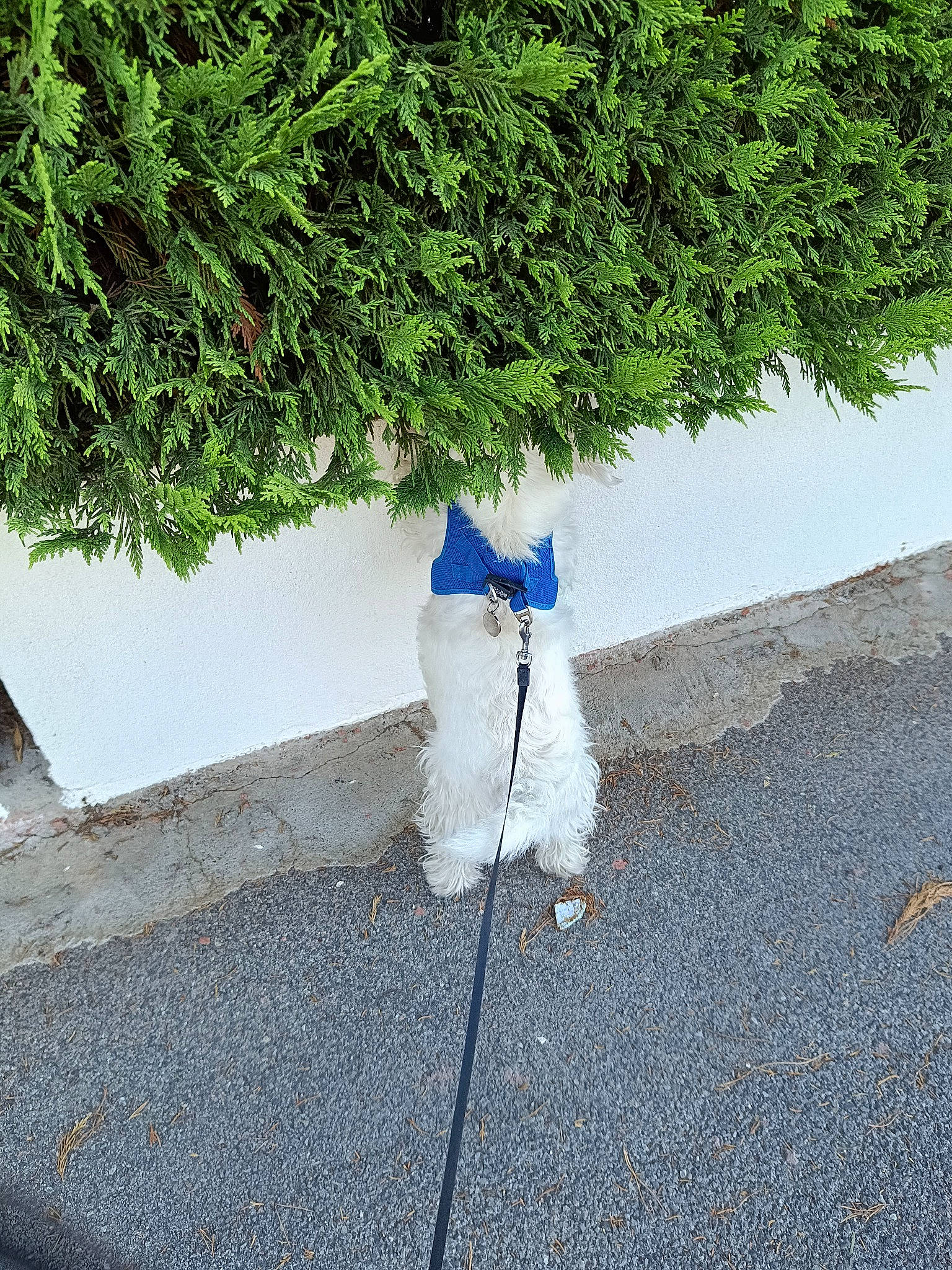 Roméo a rejoint le concours — aidez-le/la à gagner de superbes lots ! asphalt, carnivore, concrete, dog, electric_blue, evergreen, flooring, grass, grass_family, groundcover, hedge, landscape, plant, road, road_surface, shrub, sidewalk, sporting_group, tar, tree