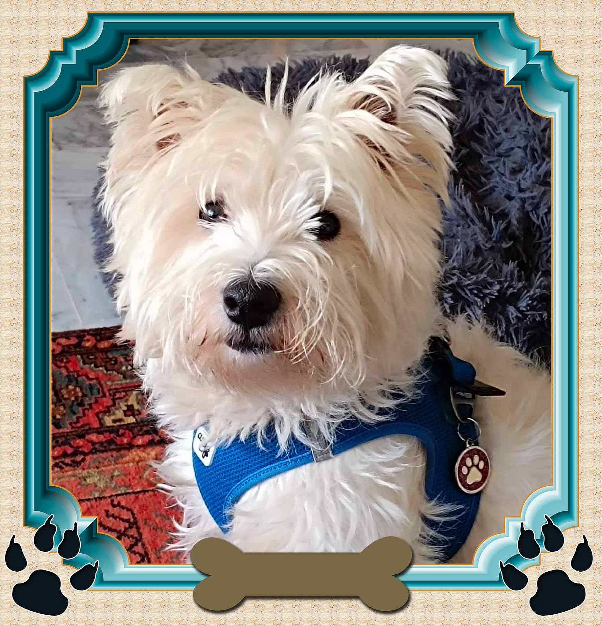 Roméo a rejoint le concours — aidez-le/la à gagner de superbes lots ! art, biewer_terrier, carnivore, companion_dog, dog, dog_breed, font, happy, rectangle, small_terrier, square, terrier, toy_dog, water_dog