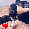dog, small_dog, black_dog, tan_dog, milk, glass_jar, hand, bracelets, watch, bed, blanket, pillow, indoor, cozy, pet, licking, cute, heart_emoji, text_overlay, french_text