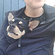 Pako participe au concours pour gagner de l'argent avec cette photo : dog, small_dog, face, person, jacket, zipper, ear, pet, cute, animal, snug, black_jacket, outdoor, blue_wall, portrait, closeup, canine, fur, companion, cozy