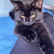 Shadow is registered to the contest to win money with this photo: black_cat, cat, pet, indoor, resting, paw, fur, whiskers, yellow_eyes, bed, blanket, blue, black, feline, animal, cute, relaxed, stretching, cozy, home