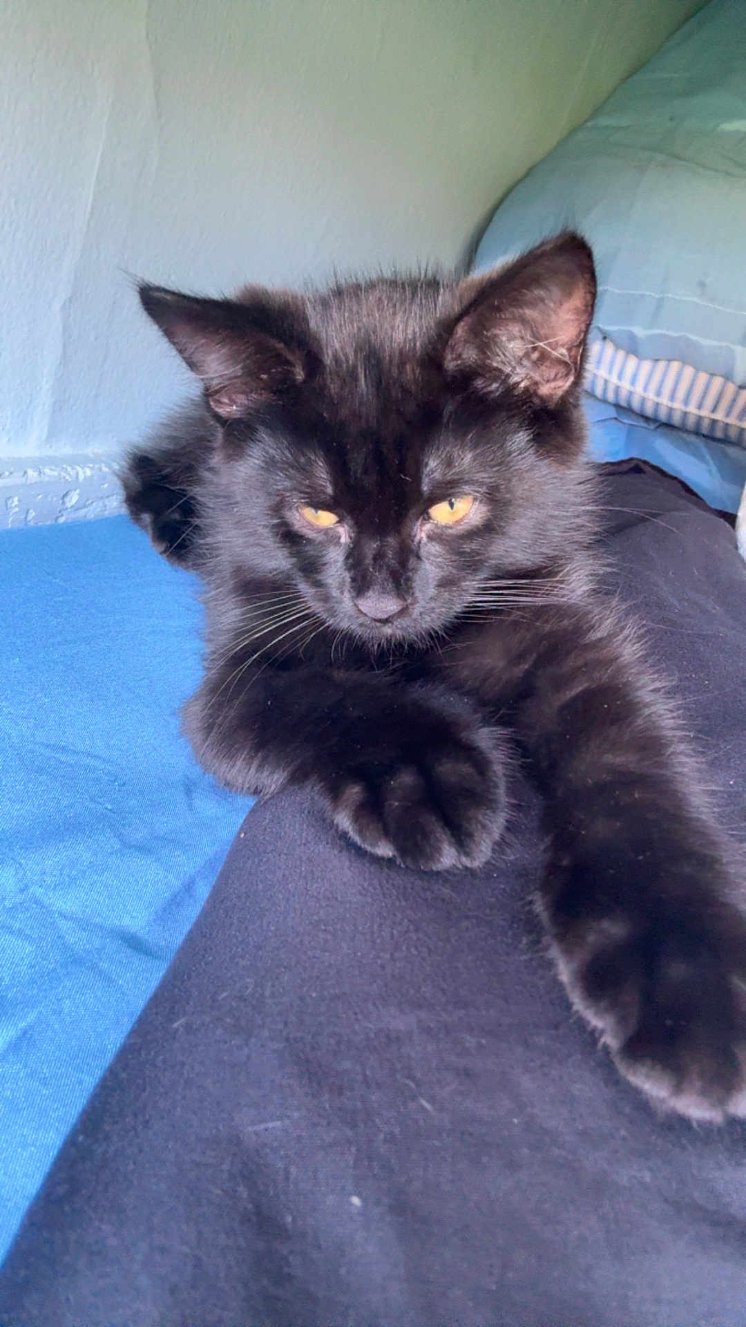 Shadow is registered to the contest to win money with this photo: black_cat, cat, pet, indoor, resting, paw, fur, whiskers, yellow_eyes, bed, blanket, blue, black, feline, animal, cute, relaxed, stretching, cozy, home