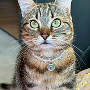 Citronnel a rejoint le concours — aidez-le/la à gagner de superbes lots ! animal, cat, close_up, cute, domestic_cat, ears, expression, feline, fur, green_eyes, heart_pendant, indoor, mammal, nose, pearl_necklace, pet, portrait, striped, tabby, whiskers