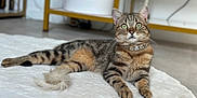 Citronnel a rejoint le concours — aidez-le/la à gagner de superbes lots ! animal, carpet, cat, collar, cute, domestic_cat, feline, floor, fur, green_eyes, household, indoor, jewelry, lying_down, mammal, pet, relaxed, striped, tabby, whiskers