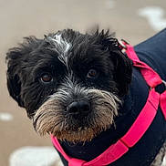 Roxy a rejoint le concours — aidez-le/la à gagner de superbes lots ! animal, beach, black_and_white, canine, close_up, coat, cute, dog, eyes, fur, harness, muzzle, outdoor, pet, pink, portrait, sand, scruffy, sea_foam, whiskers