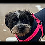 Roxy participe au concours pour gagner de l'argent avec cette photo : animal, beach, black_and_white, brown_eyes, canine, close_up, companion, cute, dog, face, friendly, fur, harness, jacket, leash, outdoor, pet, portrait, sand, whiskers