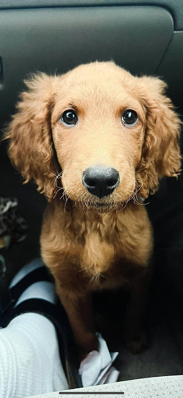 Fletcher joined the competition — help win amazing prizes! canidae, carnivore, companion_dog, dog, dog_breed, dog_collar, fawn, fur, gun_dog, liver, snout, sporting_group, whiskers, working_animal