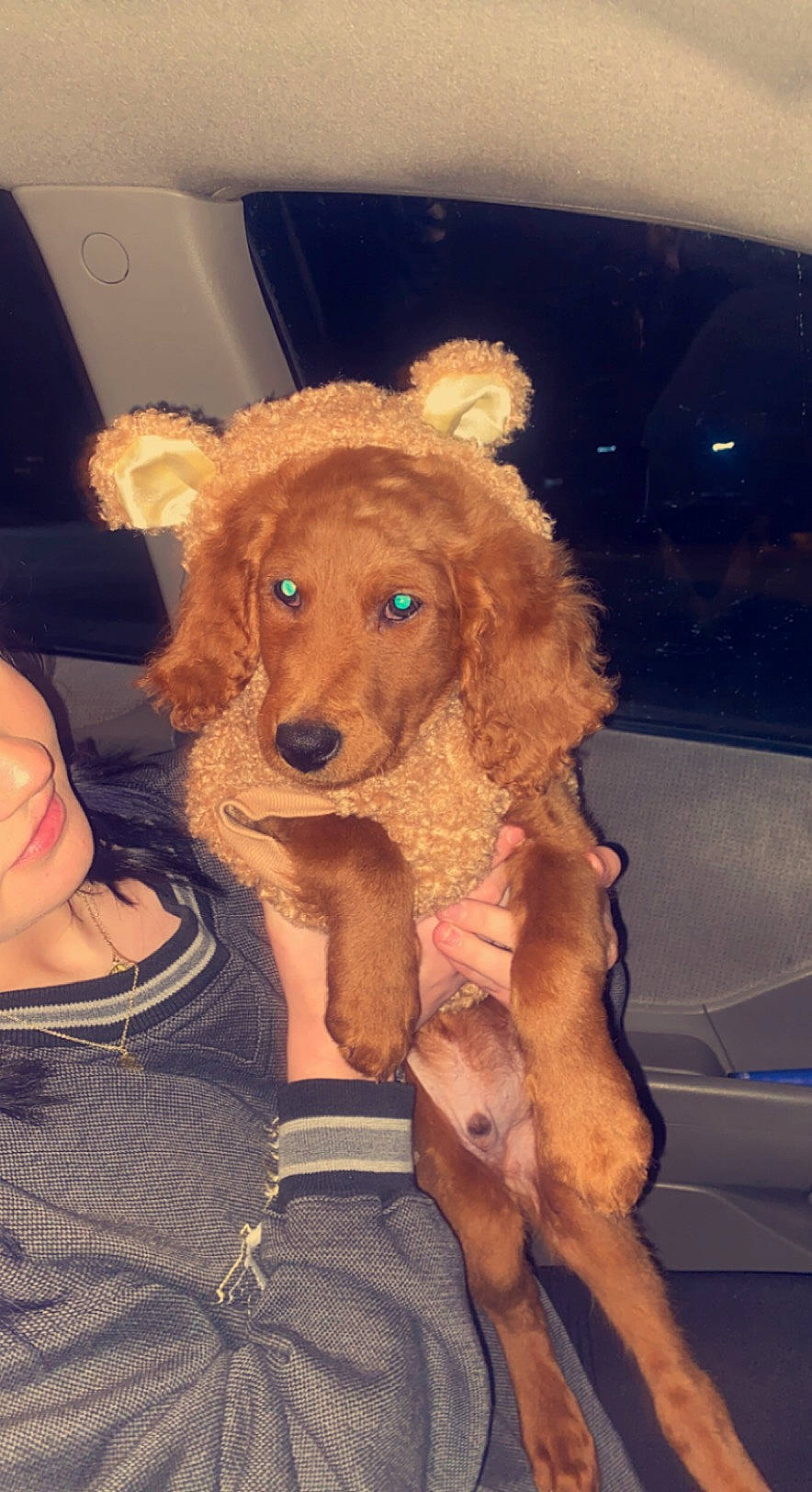 Fletcher joined the competition — help win amazing prizes! canidae, carnivore, companion_dog, dog, dog_breed, ear, fawn, fun, fur, gesture, happy, puppy_love, snout, sporting_group, toy, toy_dog, whiskers, working_animal