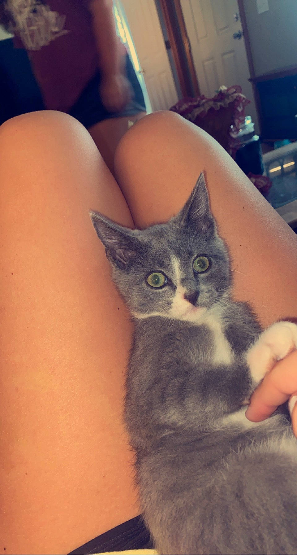 Prince joined the competition — help win amazing prizes! carnivore, cat, comfort, couch, domestic_short_haired_cat, elbow, eye, felidae, finger, fur, gesture, glasses, hand, human_leg, small_to_medium_sized_cats, snout, tail, thigh, trunk, whiskers