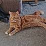 Pablo is registered to the contest to win money with this photo: animal, armchair, carpet, cat, domestic_cat, ears, eyes, fur, furniture, home, indoor, orange_tabby, paw, pet, relaxed, resting, striped, sunlight, tail, whiskers