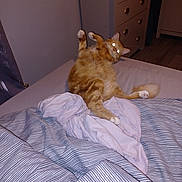 Pablo is registered to the contest to win money with this photo: animal, bed, bedding, blanket, cat, dresser, flash, fur, furniture, glowing_eyes, home, indoor, night, orange_tabby, paw, pet, room, striped, tail, wooden_floor