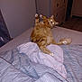 animal, bed, bedding, blanket, cat, dresser, flash, fur, furniture, glowing_eyes, home, indoor, night, orange_tabby, paw, pet, room, striped, tail, wooden_floor