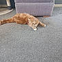 Pablo is registered to the contest to win money with this photo: animal, carpet, cat, curious, domestic, ears, feline, floor, furniture, gray_ottoman, home, indoor, orange_tabby, pet, relaxed, scratching_post, stretching, tail, whiskers, white_paws