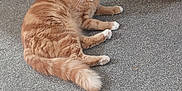 Pablo joined the competition — help win amazing prizes! alert, animal, carpet, cat, cozy, curious, domestic_cat, ears, feline, floor, furniture, home, indoor, orange_tabby, pet, resting, scratching_post, tail, whiskers, white_paws
