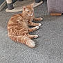 alert, animal, carpet, cat, cozy, curious, domestic_cat, ears, feline, floor, furniture, home, indoor, orange_tabby, pet, resting, scratching_post, tail, whiskers, white_paws