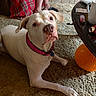 Lola joined the competition — help win amazing prizes! animal, carpet, casual, coffee_table, cozy, dog, floor, furniture, home, indoor, looking_up, orange_soccer_ball, pajamas, person, pet, pink_collar, relaxed, slippers, toy, white_dog