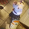 Lola joined the competition — help win amazing prizes! carnivore, child, companion_dog, dog, dog_breed, dog_clothes, dog_supply, floor, flooring, fur, human_leg, personal_protective_equipment, sleeve, stuffed_toy, tail, thigh, toy, toy_dog, waist, working_animal