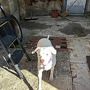Lola joined the competition — help win amazing prizes! animal, brick, broom, collar, concrete, curious, dog, door, ladder, outdoor, pet, rustic, shadow, shovel, sunlight, texture, wall, white_dog, window, yard