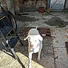 animal, brick, broom, collar, concrete, curious, dog, door, ladder, outdoor, pet, rustic, shadow, shovel, sunlight, texture, wall, white_dog, window, yard