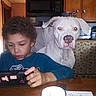 Lola is registered to the contest to win money with this photo: cabinetry, canidae, carnivore, chair, child, companion_dog, desk, dog, dog_breed, door, fawn, home_appliance, kitchen_appliance, sharing, sitting, sporting_group, t_shirt, table, tablet_computer, toddler