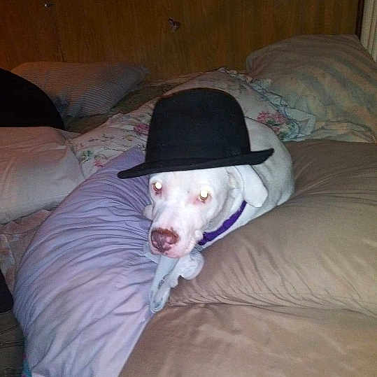 Lola