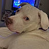 Lola is registered to the contest to win money with this photo: animal, bed, blanket, canine, collar, cozy, curious, dog, domestic, ear, furniture, home, indoor, looking_back, pet, relaxed, resting, room, television, white_dog