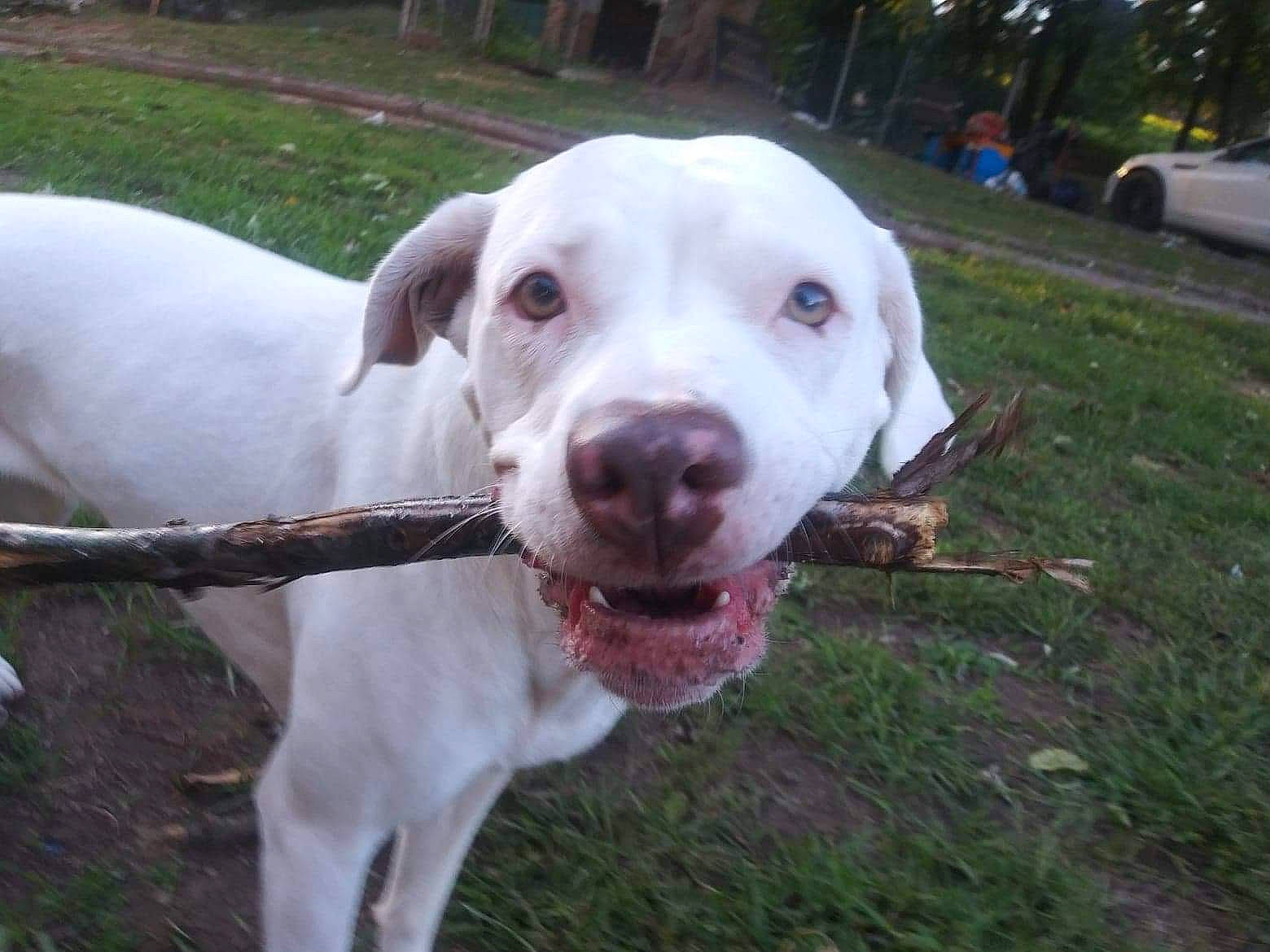 Lola joined the competition — help win amazing prizes! canidae, carnivore, collar, companion_dog, dog, dog_breed, dog_collar, dogo_guatemalteco, fawn, grass, gun_dog, hunting_dog, non_sporting_group, plant, snout, sporting_group, tail, tree, whiskers, working_animal