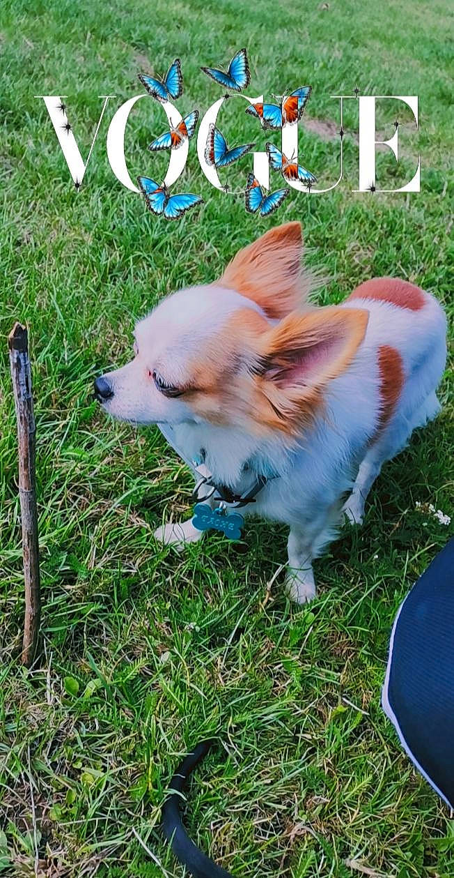 Tache a rejoint le concours — aidez-le/la à gagner de superbes lots ! canidae, carnivore, companion_dog, dog, dog_breed, ear, fawn, grass, pembroke_welsh_corgi