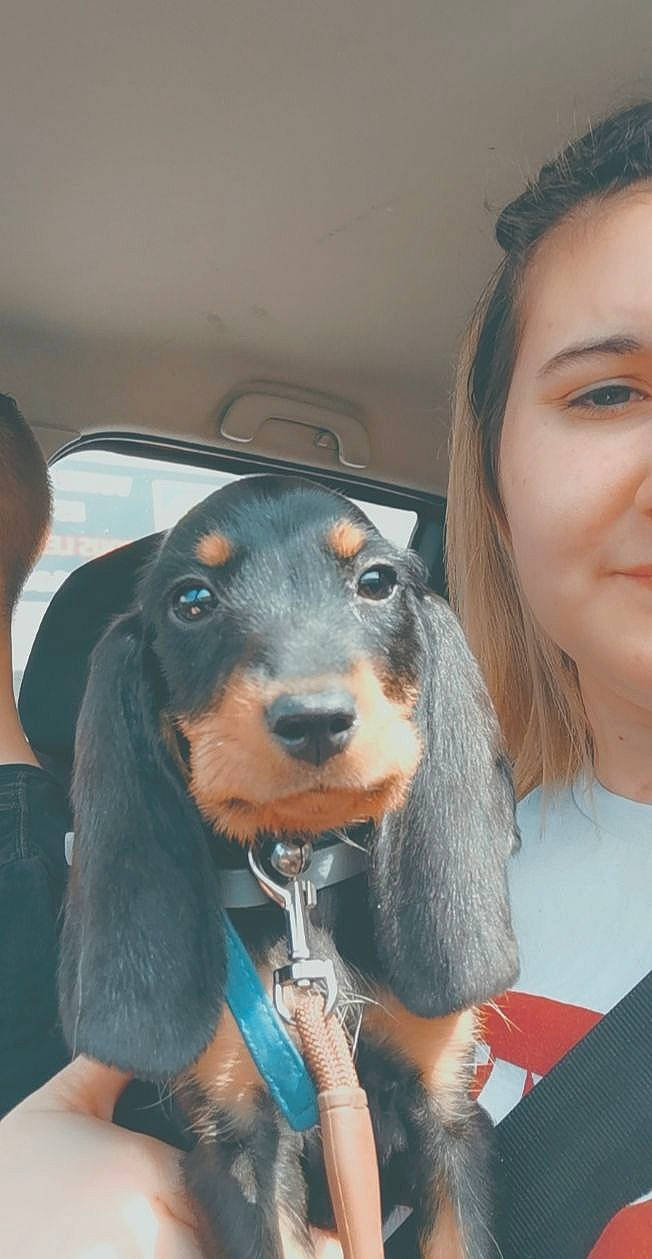 Louna participe au concours pour gagner de l'argent avec cette photo : bruno_jura_hound, canidae, carnivore, companion_dog, dachshund, dog, dog_breed, ear, mammal, rare_breed_dog, snout, sporting_group, vertebrate