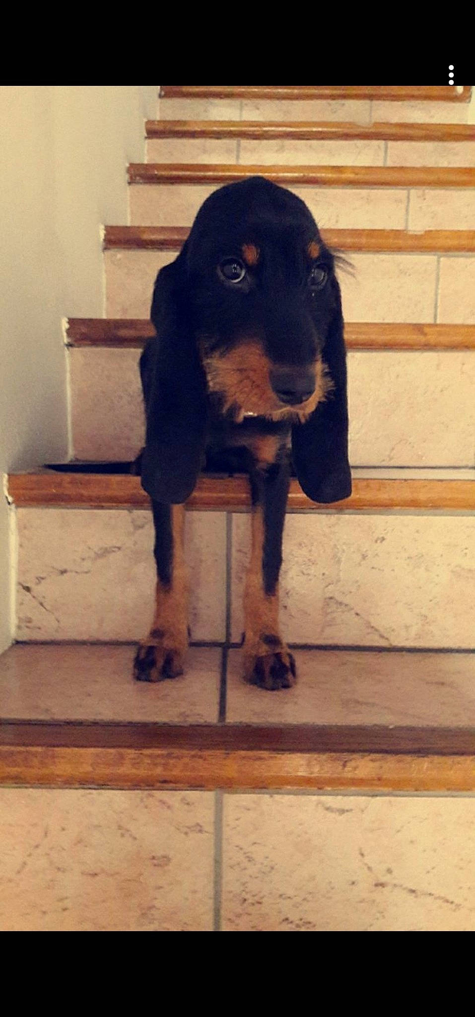 Louna a rejoint le concours — aidez-le/la à gagner de superbes lots ! beagador, black_and_tan_coonhound, bruno_jura_hound, canidae, carnivore, companion_dog, dog, dog_breed, gordon_setter, hellenikos_ichnilatis, hunting_dog, lithuanian_hound, mammal, montenegrin_mountain_hound, rare_breed_dog, sporting_group, transylvanian_hound, vertebrate