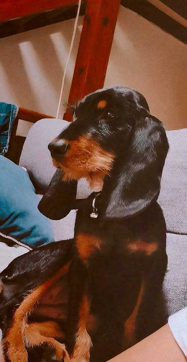 Louna a rejoint le concours — aidez-le/la à gagner de superbes lots ! austrian_black_and_tan_hound, canidae, carnivore, dachshund, dog, dog_breed, hunting_dog, mammal, montenegrin_mountain_hound, rare_breed_dog, smaland_hound, snout, sporting_group, vertebrate