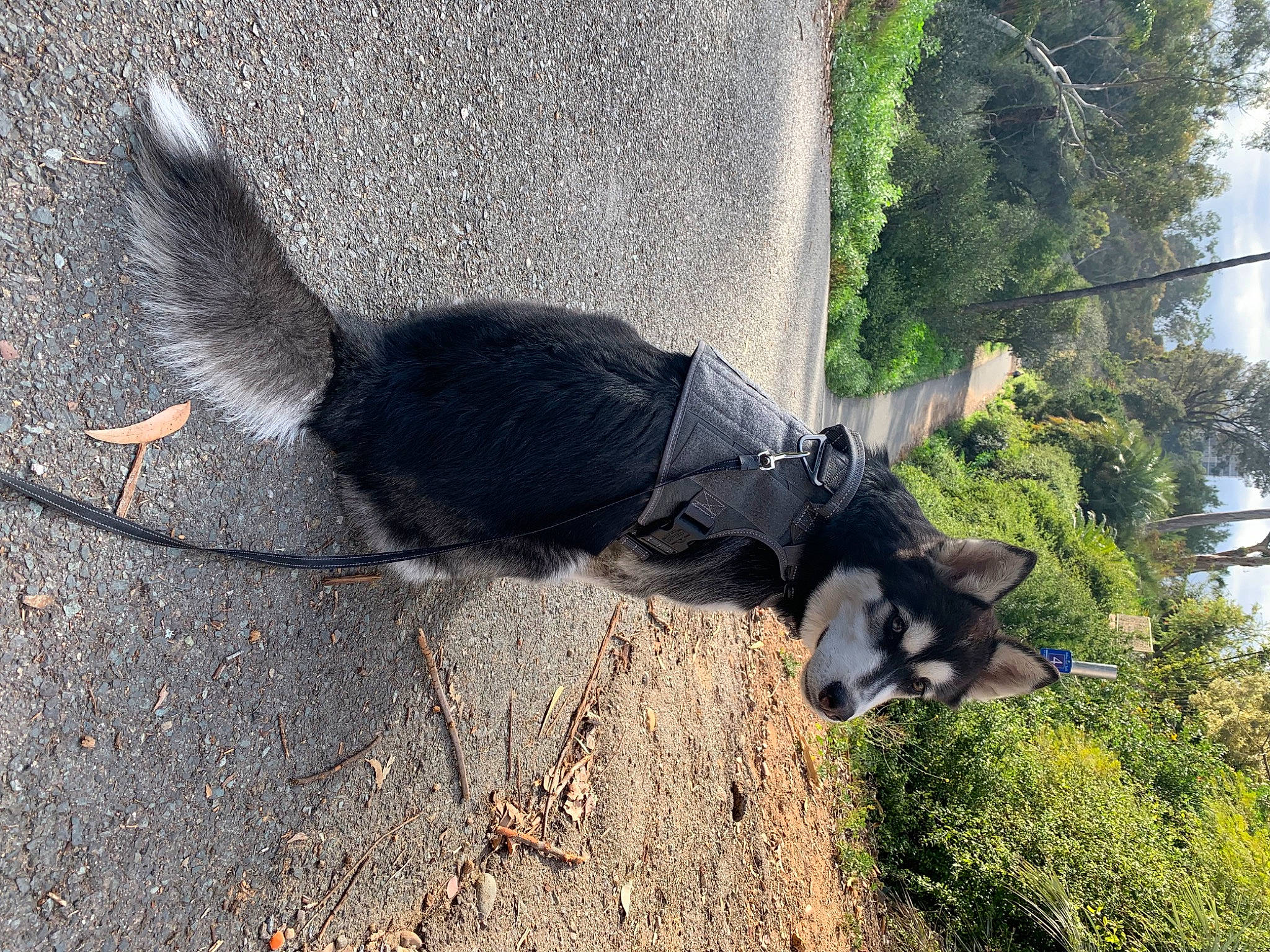 Benz is registered to the contest to win money with this photo: beak, canidae, carnivore, collar, dog, dog_breed, dog_collar, dog_supply, leash, pet_supply, plant, shadow, soil, sporting_group, tail, terrestrial_animal, tree, trunk, wing, working_animal