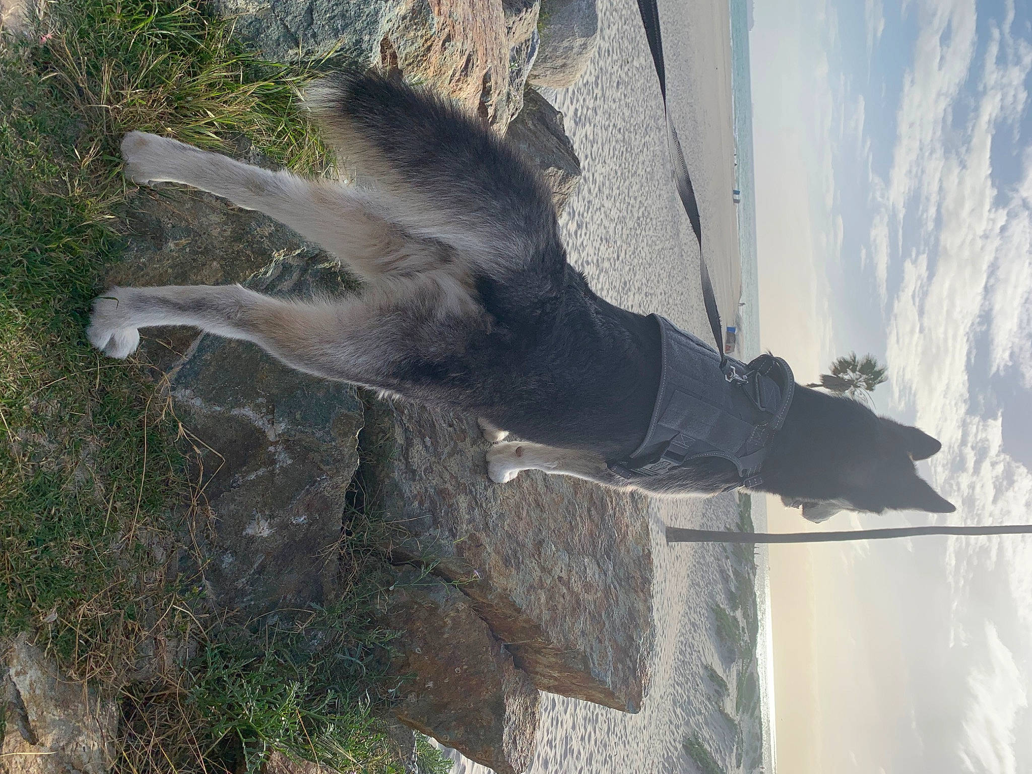 Benz is registered to the contest to win money with this photo: accipitriformes, art, bird_of_prey, cloud, falconiformes, fur, plant, sculpture, seabird, sky, tail, terrestrial_animal, tree, trunk, water, wing, wood