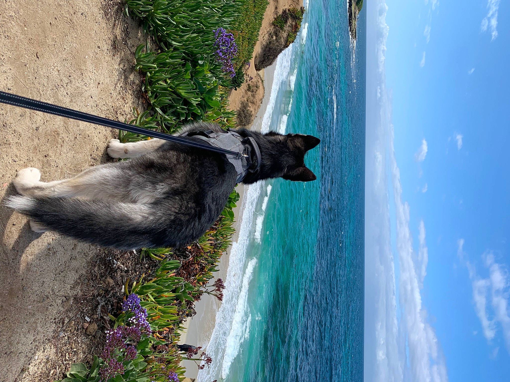 Benz joined the competition — help win amazing prizes! azure, canidae, carnivore, cloud, collar, companion_dog, dog, dog_breed, dog_collar, leash, leisure, line, pet_supply, plant, sky, tail, tree, water, wood, working_animal