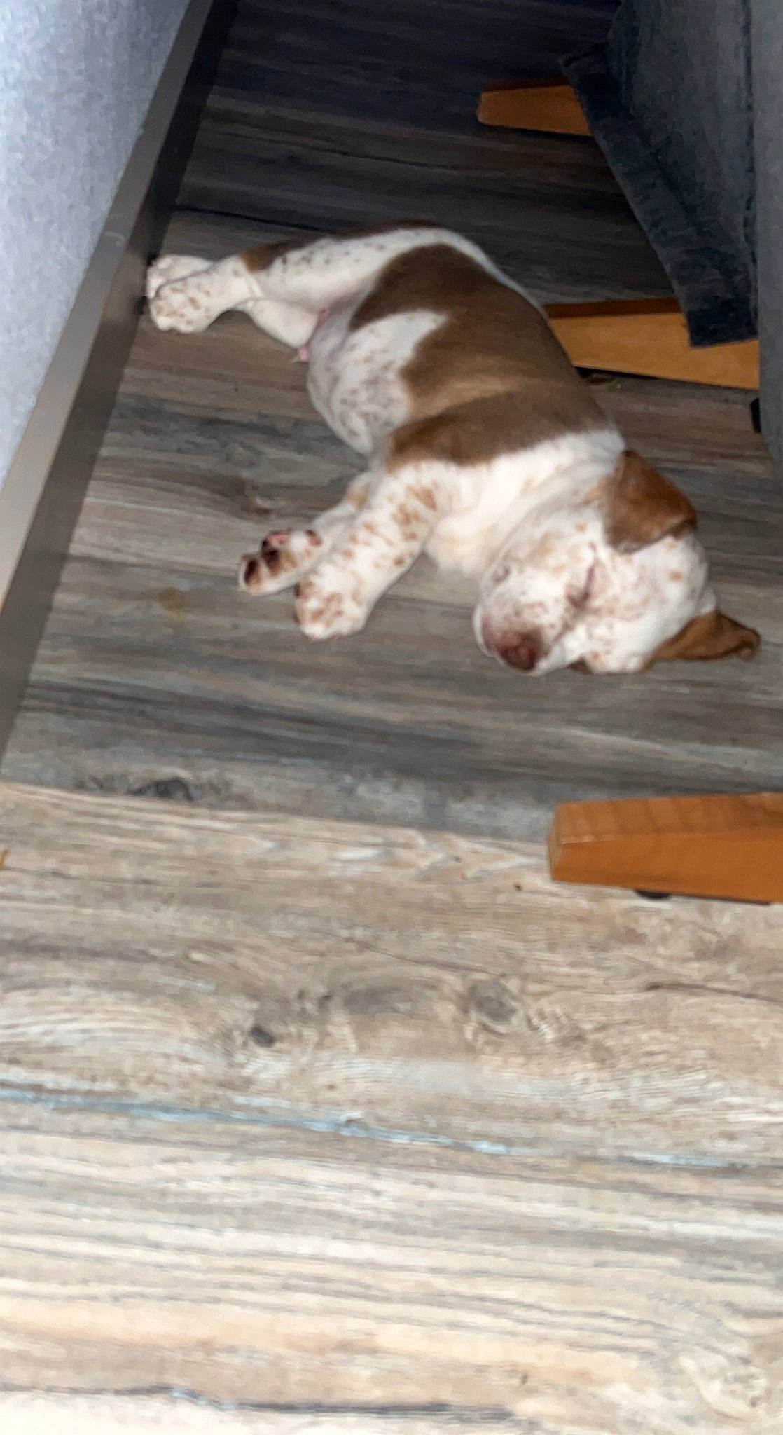 Ryder joined the competition — help win amazing prizes! carnivore, companion_dog, dog, dog_breed, fawn, felidae, floor, flooring, fur, hardwood, mammal, paw, small_to_medium_sized_cats, snout, spaniel, tail, whiskers, wood, wood_flooring, wood_stain