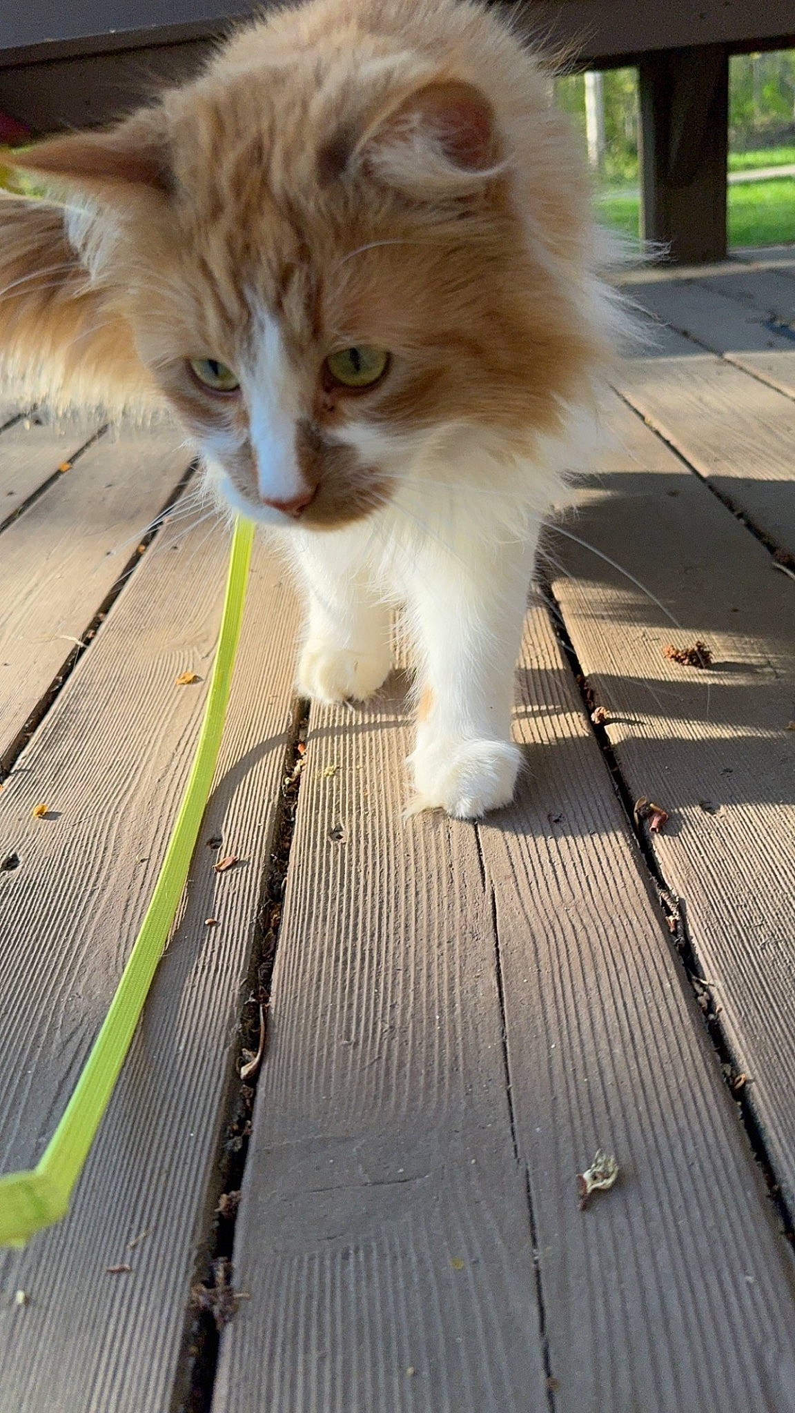 Simba joined the competition — help win amazing prizes! carnivore, cat, companion_dog, domestic_short_haired_cat, fawn, felidae, flooring, foot, fur, grass, hardwood, paw, road_surface, shadow, sidewalk, sitting, small_to_medium_sized_cats, tail, whiskers, wood