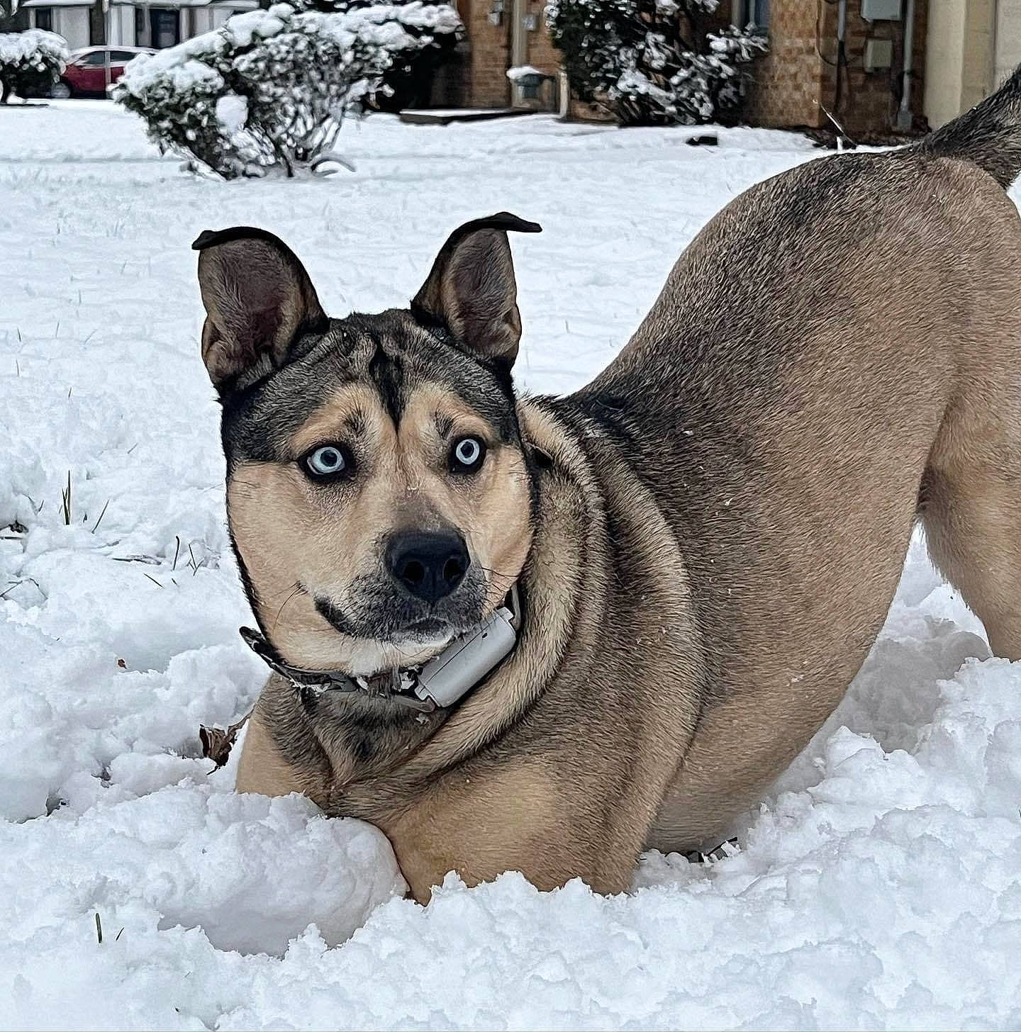 Francesca joined the competition — help win amazing prizes! canidae, canis, carnivore, collar, companion_dog, dog, dog_breed, dog_supply, fawn, freezing, herding_dog, plant, sled_dog, snout, snow, sporting_group, whiskers, winter, working_animal, working_dog