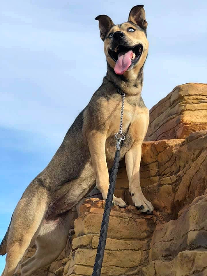 Francesca joined the competition — help win amazing prizes! adventure, canidae, carnivore, cloud, collar, dog, dog_breed, dog_collar, dog_supply, fawn, guard_dog, recreation, sky, snout, sporting_group, tail, terrestrial_animal, wildlife, working_animal, working_dog